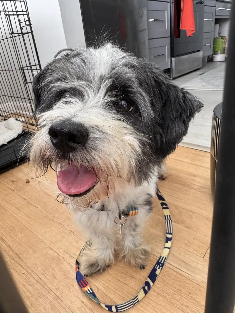 An adult small-sized male Maltese dog named Panda for adoption in Seattle, WA