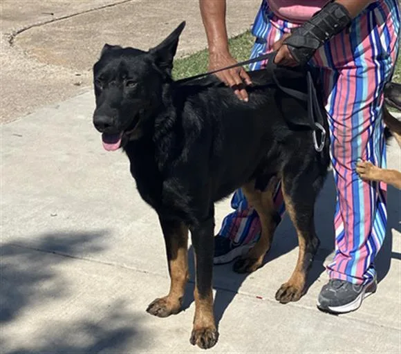 A young large-sized male German Shepherd Dog dog named Black for adoption in Dallas, TX