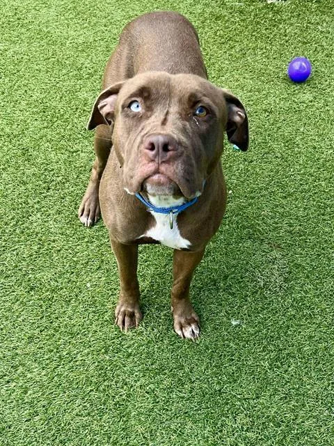 A young medium-sized female Mixed Breed dog named Lola for adoption in Dallas, TX