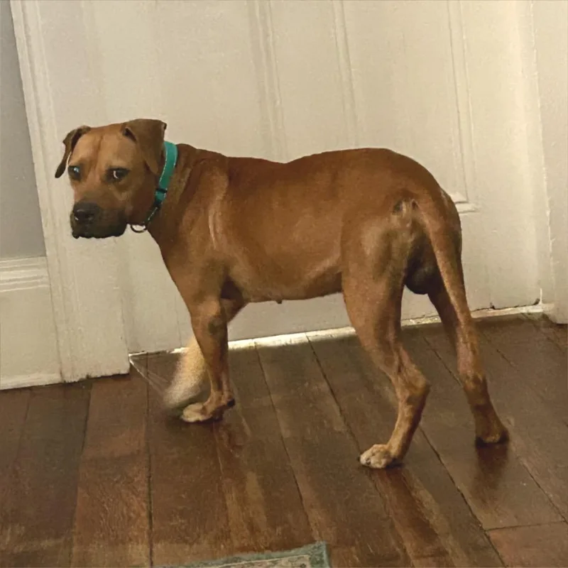 Clyde Drexel thumbnail 4