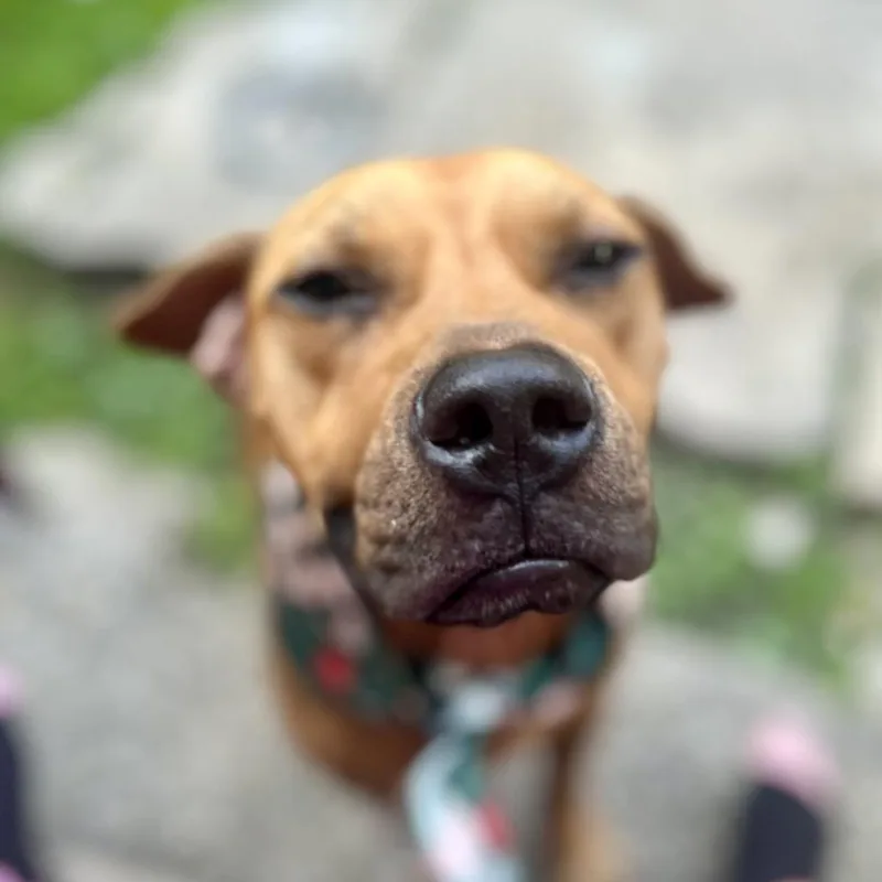 Clyde Drexel thumbnail 6