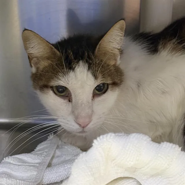 A senior medium-sized male Domestic Short Hair cat named Sea Otter for adoption in Las Vegas, NV