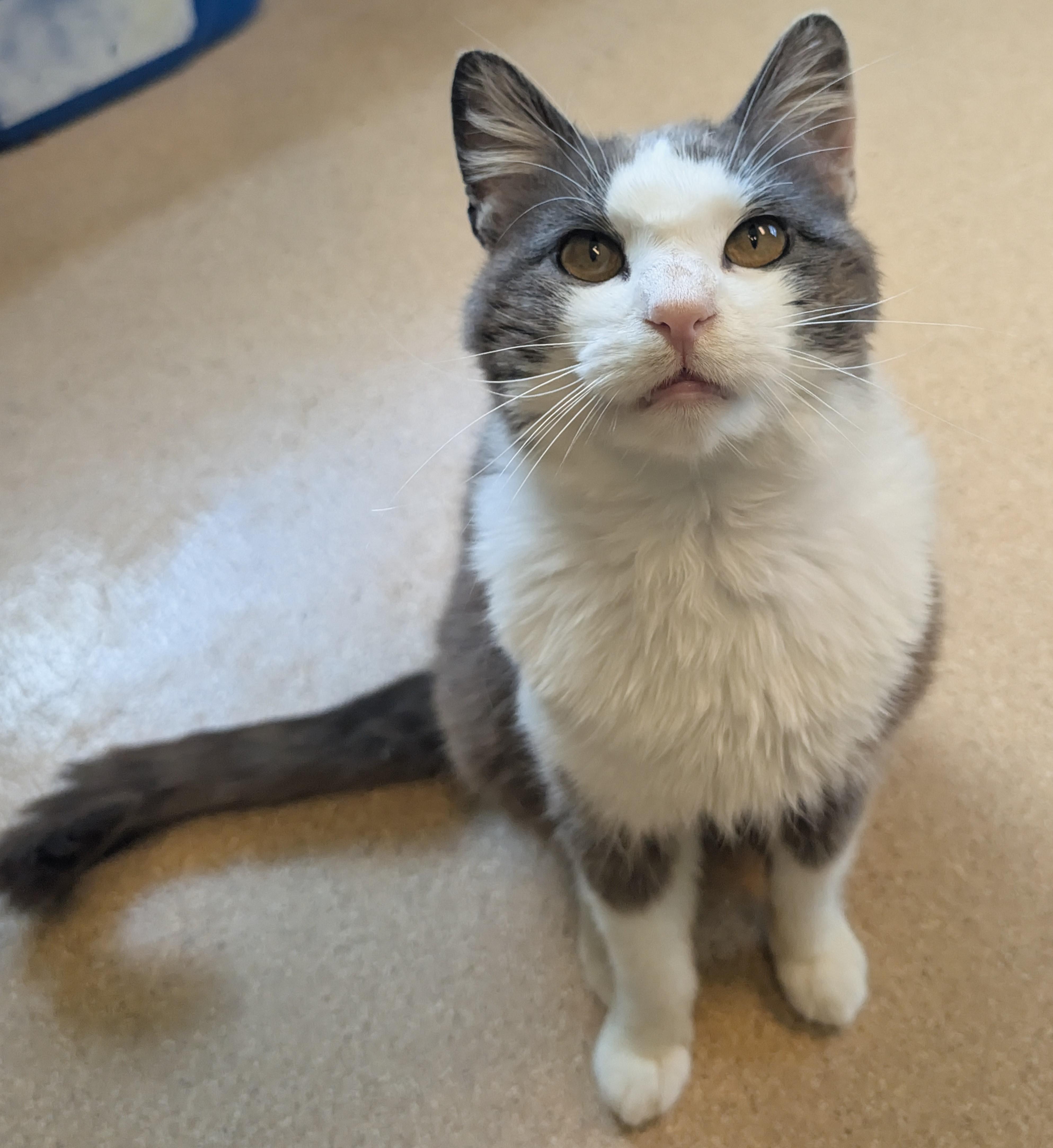 An adult medium-sized male Gray & White Domestic Short Hair cat named Brainwash for adoption in Brookings, SD