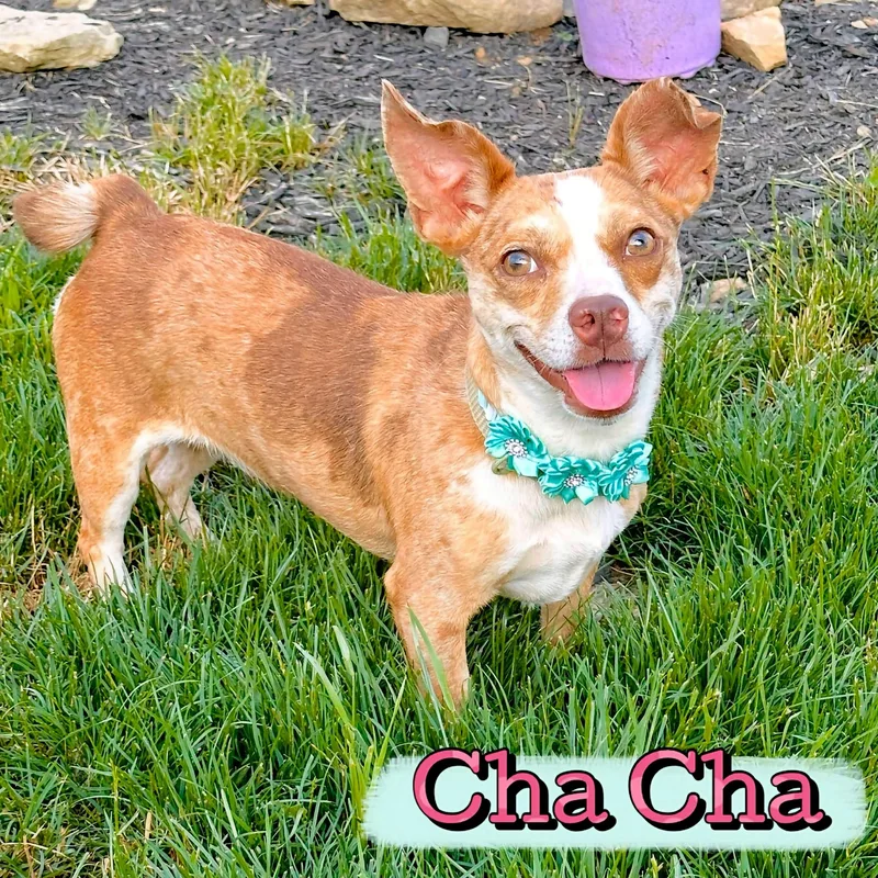 A young small-sized female Chihuahua dog named Cha Cha for adoption in Washington , PA