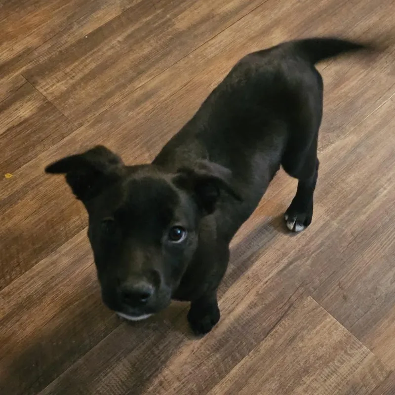 Elsa