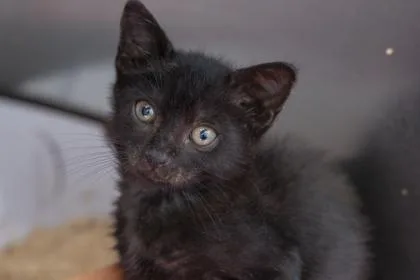 A young small-sized male Domestic Short Hair cat named B  Bagherra for adoption in North Charleston, SC