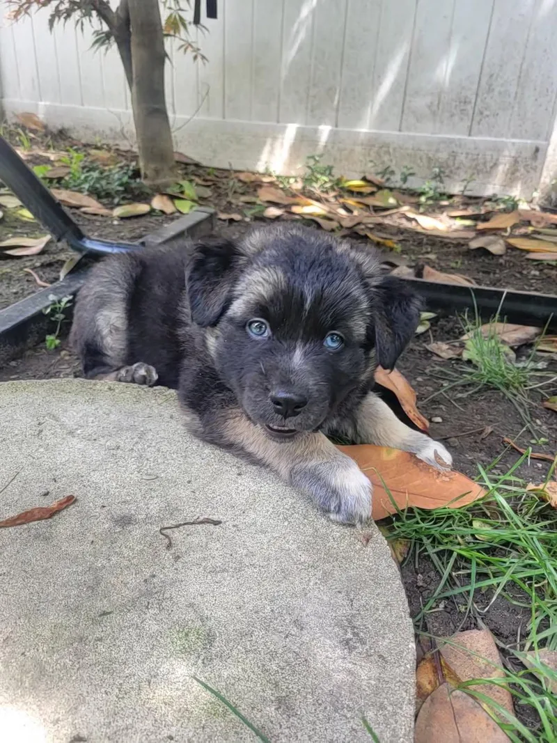 A young large-sized male Black Australian Shepherd dog named Joey for adoption in Cincinnati, OH