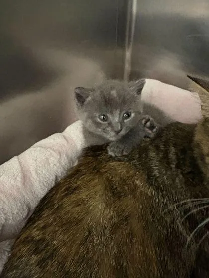 A baby small-sized male Domestic Short Hair cat named Epiphany for adoption in Sevierville, TN