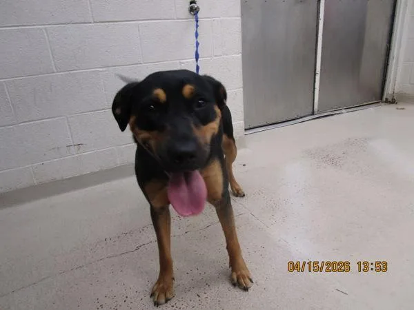 A young medium-sized female Rottweiler dog named Mia for adoption in Marietta, GA