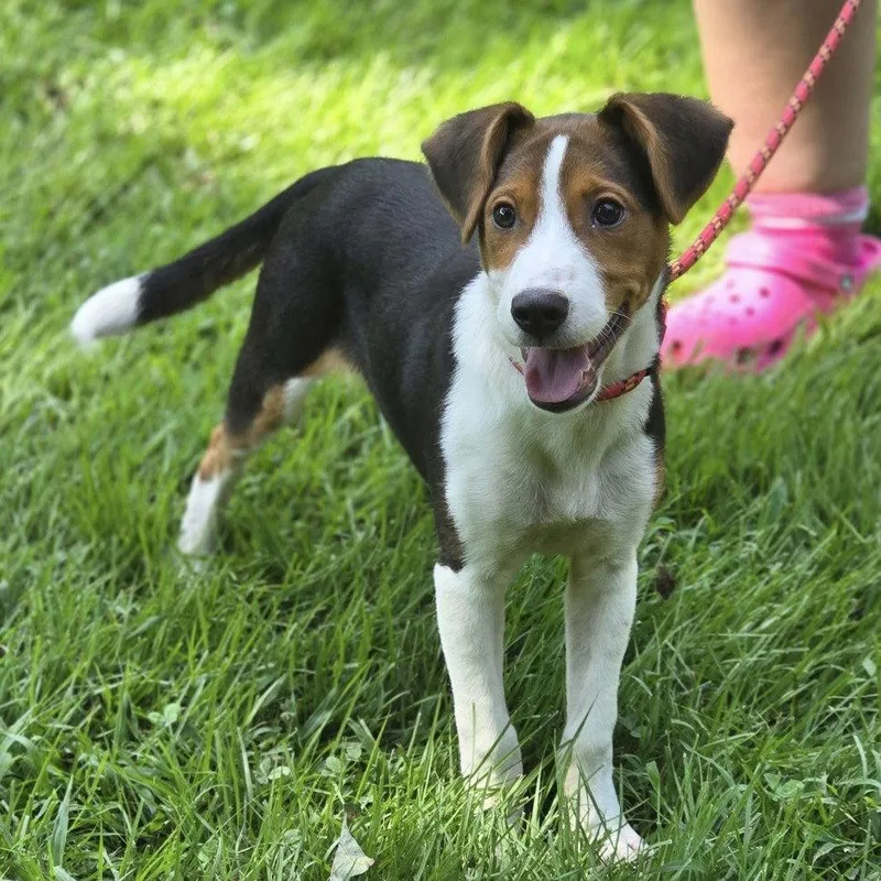 A baby medium-sized male Beagle dog named Zanka for adoption in Locust Fork, AL