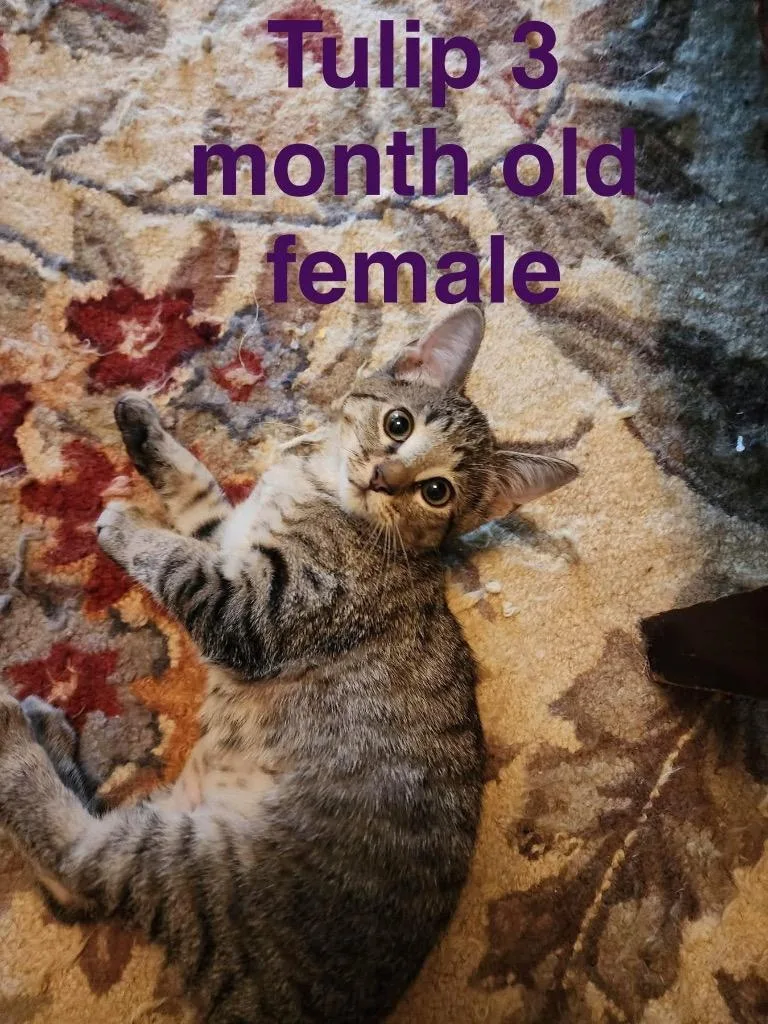 A baby small-sized female Domestic Short Hair cat named Tulip for adoption in Mustang, OK