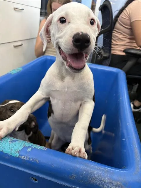 A baby large-sized female Mixed Breed dog named Wellsy for adoption in Dallas, TX