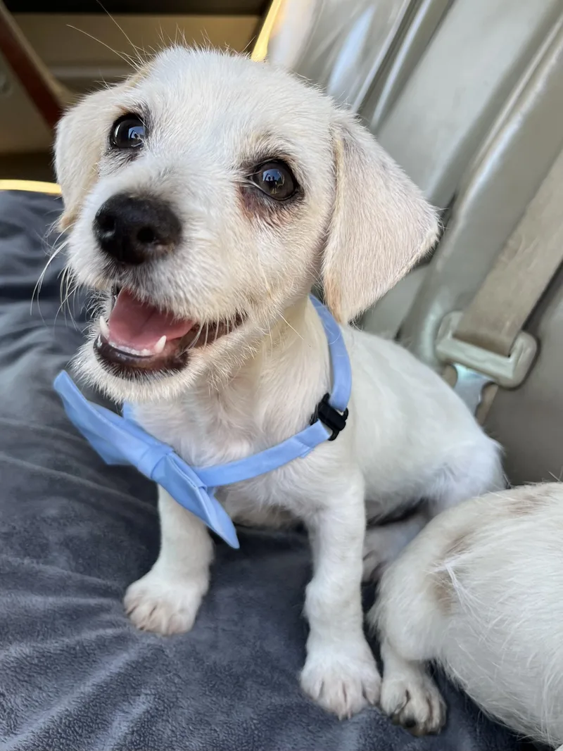 A baby small-sized male Jack Russell Terrier dog named Jack for adoption in Gilbert, SC