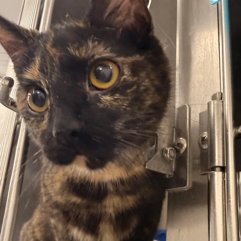 A young medium-sized female Tortoiseshell Domestic Short Hair cat named Ahsoka for adoption in Evansville, IN