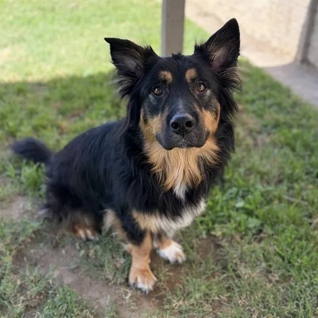 An adult medium-sized male Cardigan Welsh Corgi dog named Pie for adoption in Modesto, CA