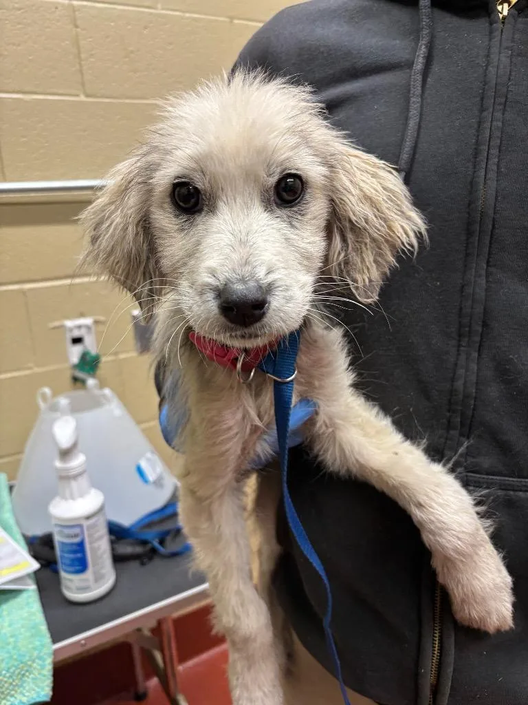 A baby small-sized female Mixed Breed dog named Riley for adoption in Douglasville, GA