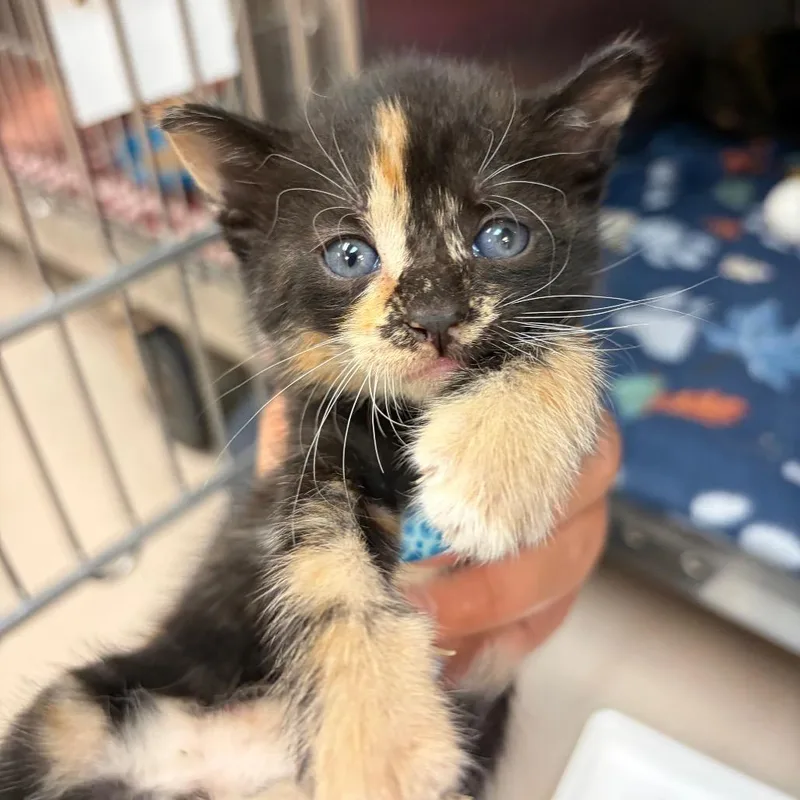 A baby small-sized female Black Domestic Short Hair cat named Blanche for adoption in Newark, NJ