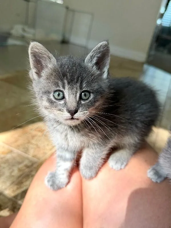 A baby small-sized male Tabby (Gray / Blue / Silver) Domestic Medium Hair cat named Dave Chappelle for adoption in Fruit Heights, UT