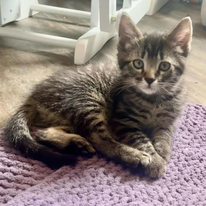 A baby small-sized male Domestic Short Hair cat named Woody for adoption in Urbandale, IA