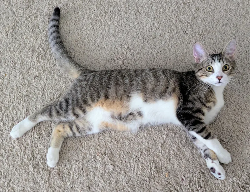 A baby medium-sized male Domestic Short Hair cat named Otis for adoption in Phoenix, AZ