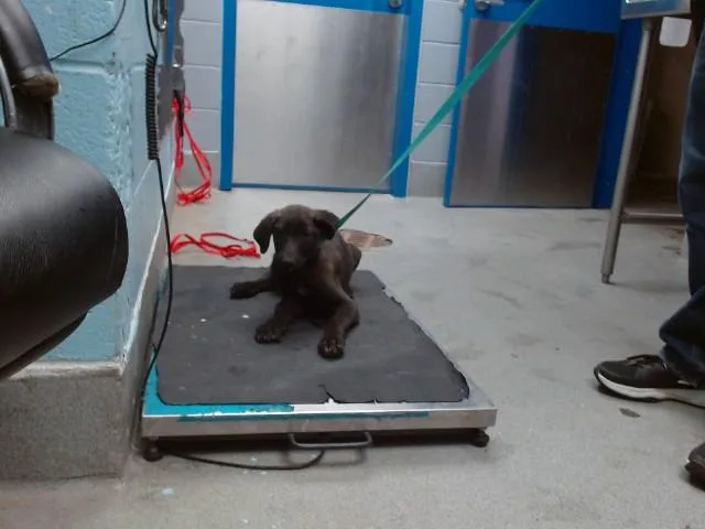A baby small-sized male Great Dane dog named Pumpkin for adoption in Albuquerque, NM