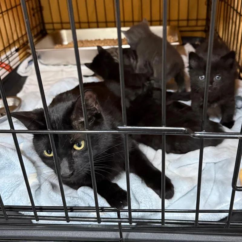 A baby small-sized female Black Domestic Short Hair cat named Cynthia for adoption in Bismarck, ND