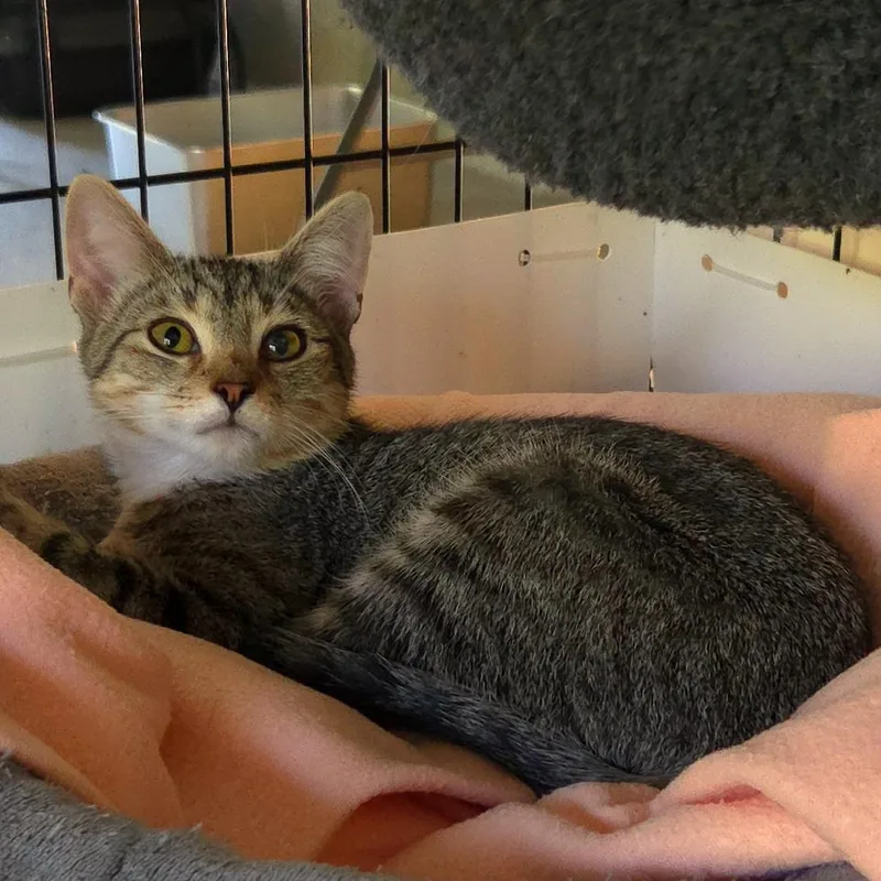 A young medium-sized male Brown / Chocolate Domestic Short Hair cat named Tater for adoption in Jessup, MD