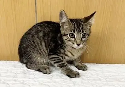 A baby small-sized male Domestic Short Hair cat named Bobby for adoption in Saint Louis, MO