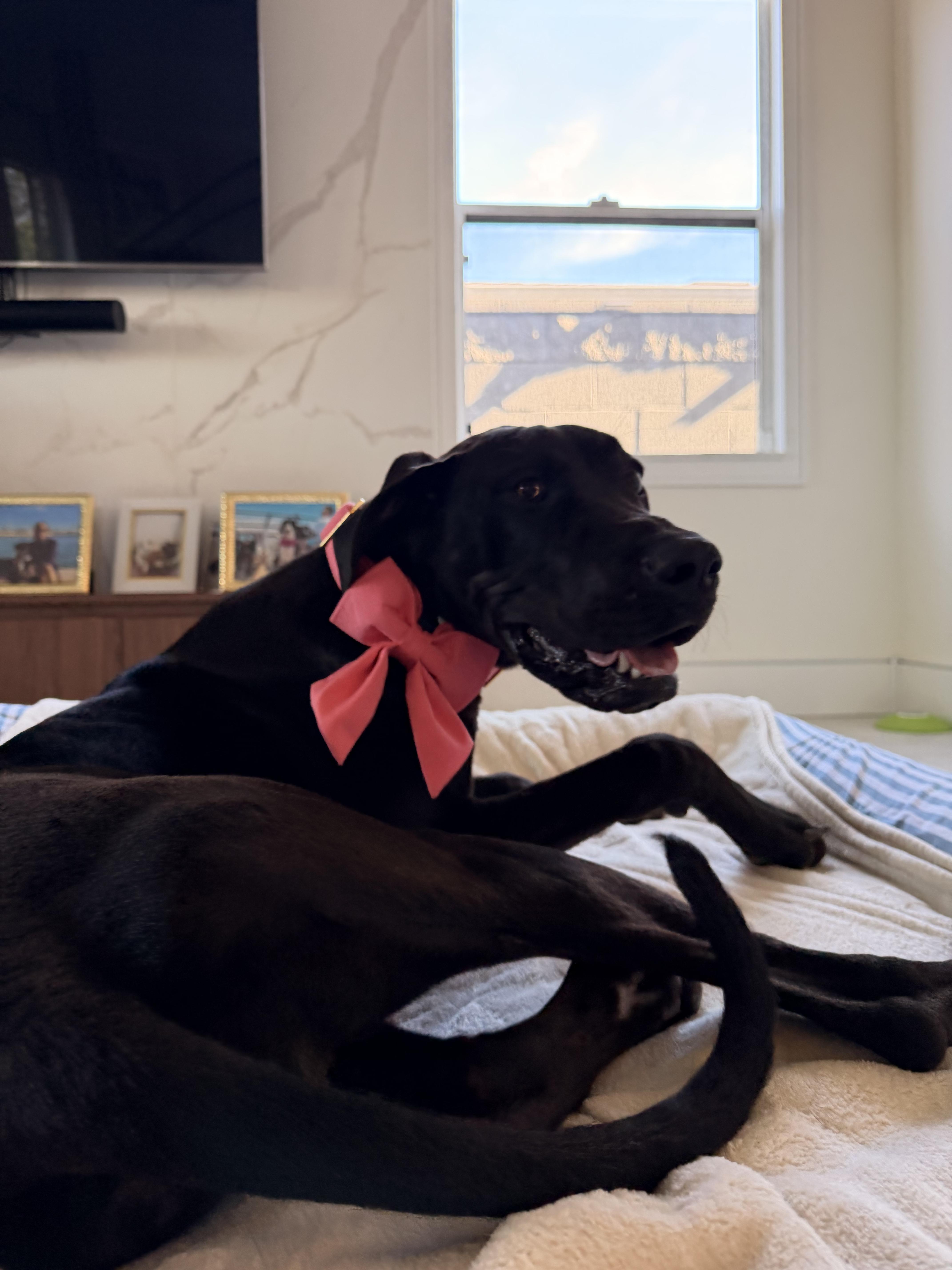 A baby extra large-sized female Black Great Dane dog named Fifa for adoption in Long Beach, CA