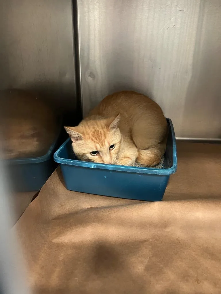 A young large-sized male Domestic Short Hair cat named Brutus for adoption in Cartersville , GA