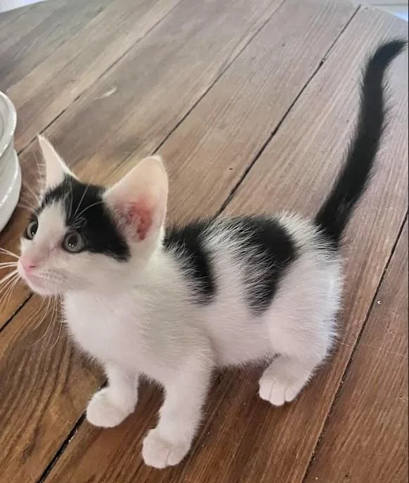 A baby small-sized male Domestic Short Hair cat named Yota for adoption in Nacogdoches, TX