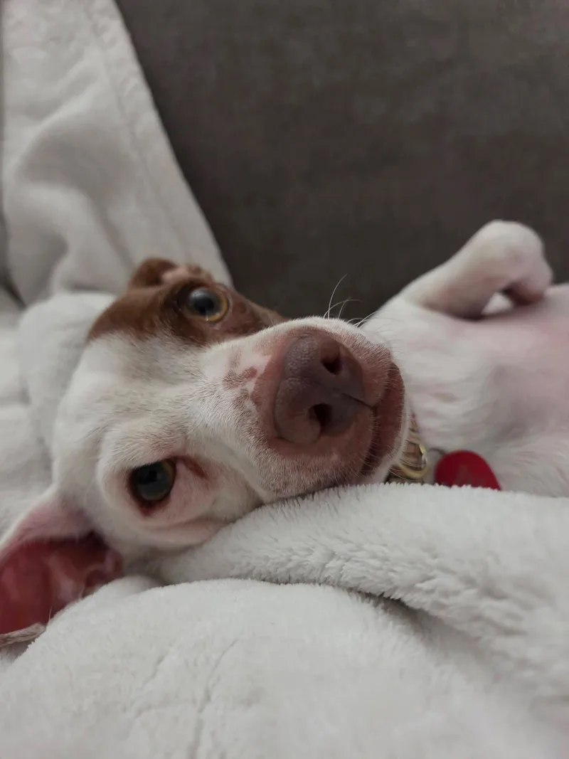 An adult small-sized male White / Cream Chihuahua dog named Subway for adoption in Shingle Springs, CA