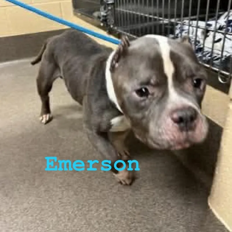 Emerson thumbnail 6