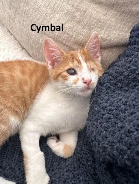 Cymbal thumbnail 2