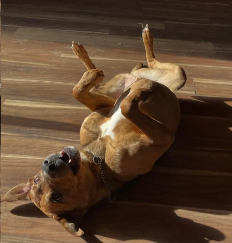 An adult large-sized male Plott Hound dog named Roscoe for adoption in Carroll, OH