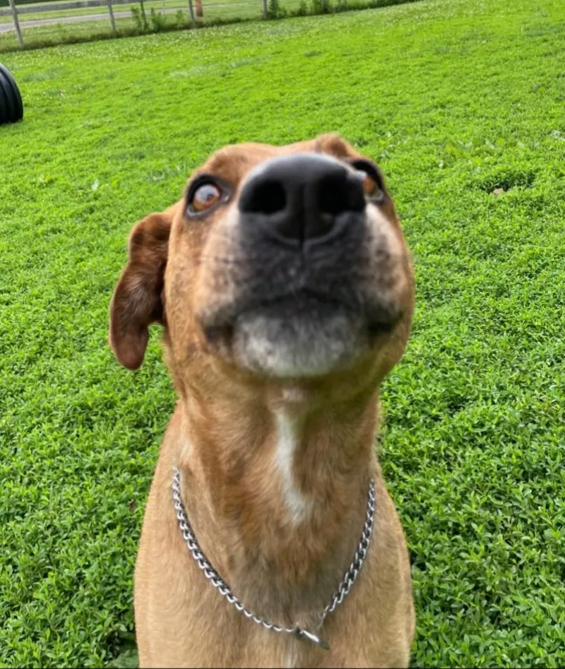 Roscoe thumbnail 2