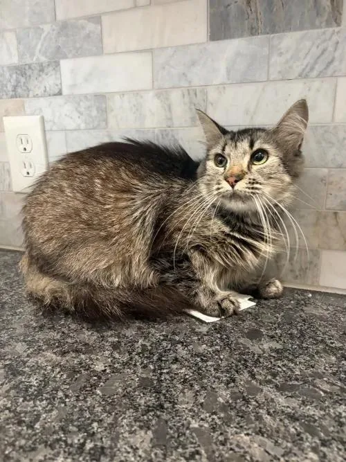 Artemis