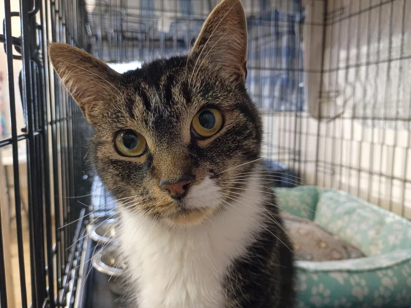An adult medium-sized male Tabby (Brown / Chocolate) Domestic Short Hair cat named Ian for adoption in New Windsor, NY