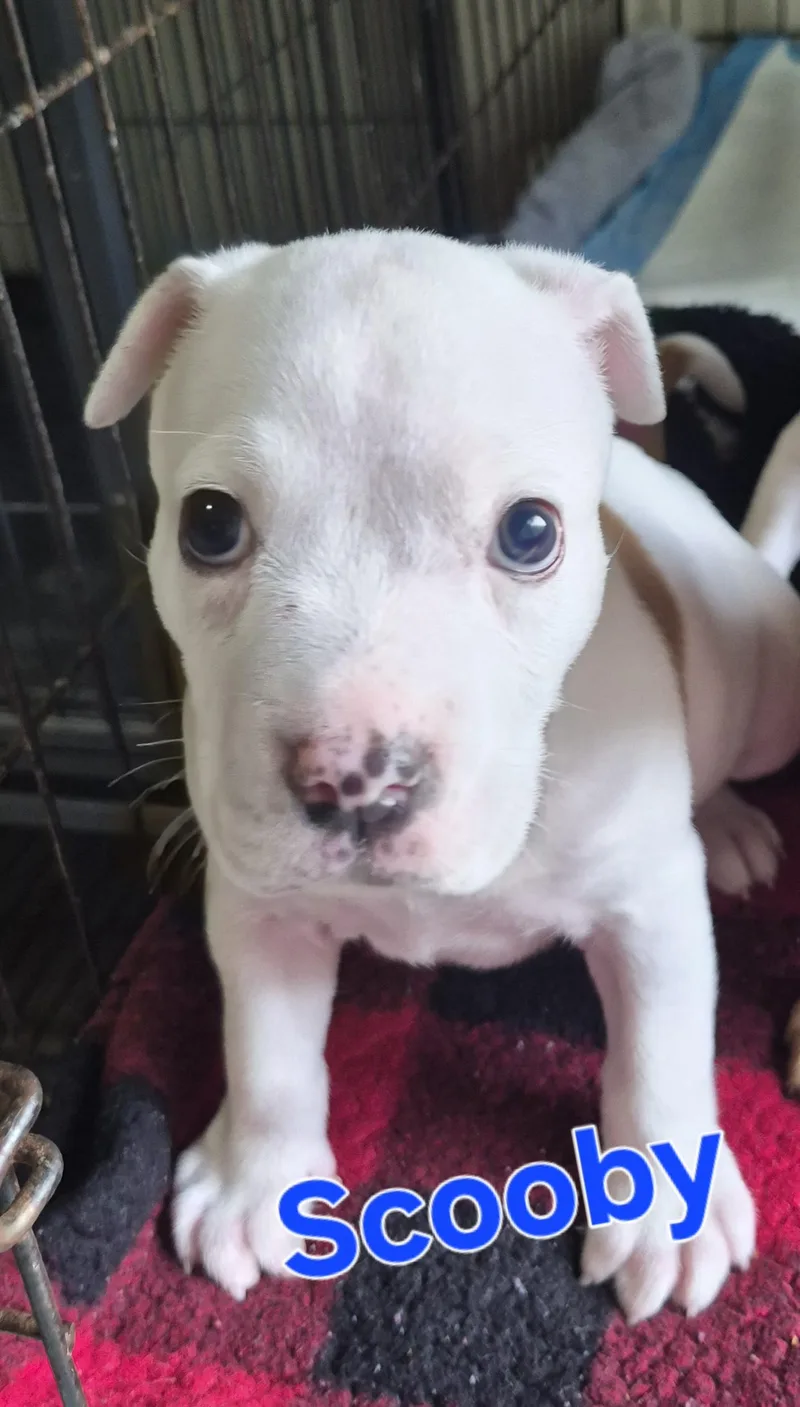A baby small-sized male Boxer dog named Scooby for adoption in Lynchburg, TN