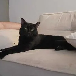 An adult large-sized male Black Domestic Short Hair cat named Stinky for adoption in Chicago, IL