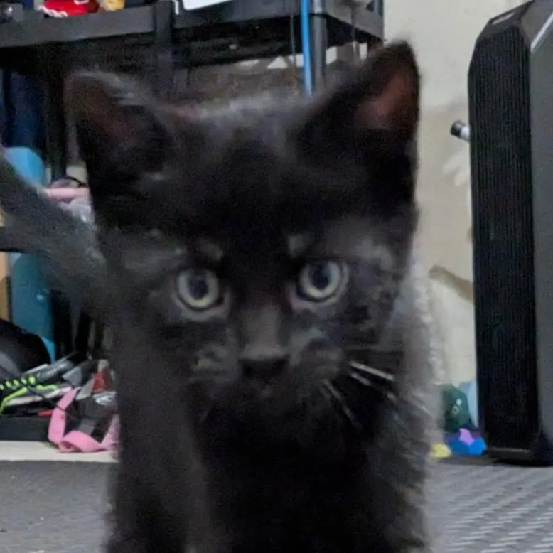 A baby small-sized female Black Domestic Short Hair cat named Bernie for adoption in Carmel, IN