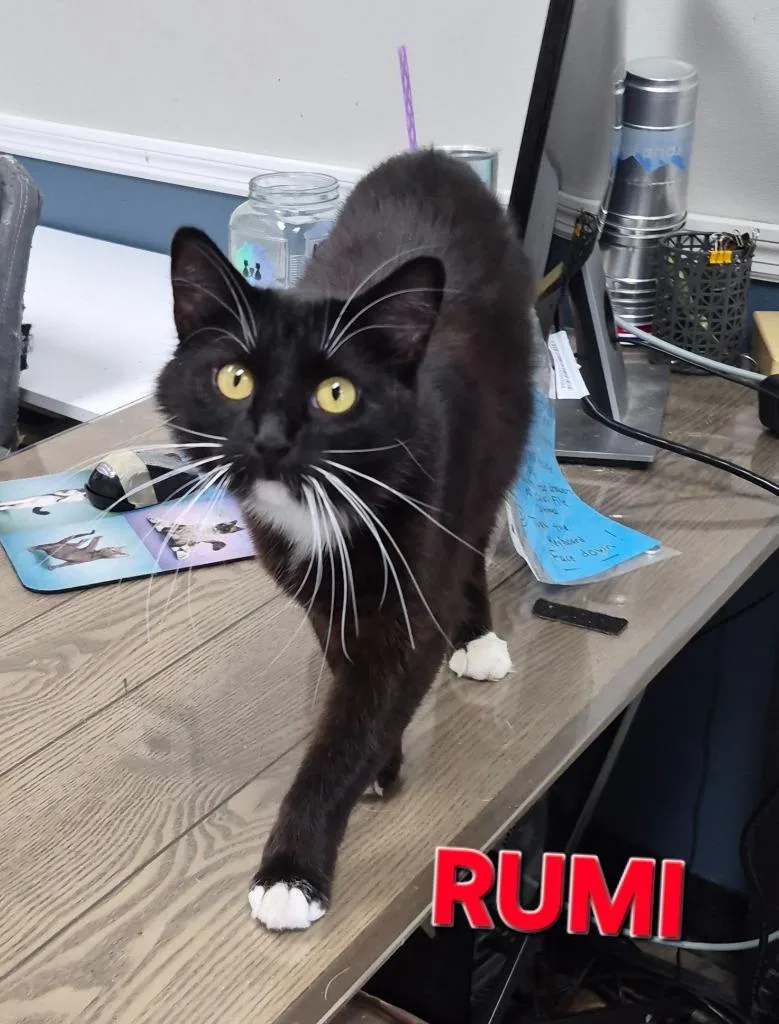 A young medium-sized female Domestic Short Hair cat named Rumi for adoption in Rome, GA