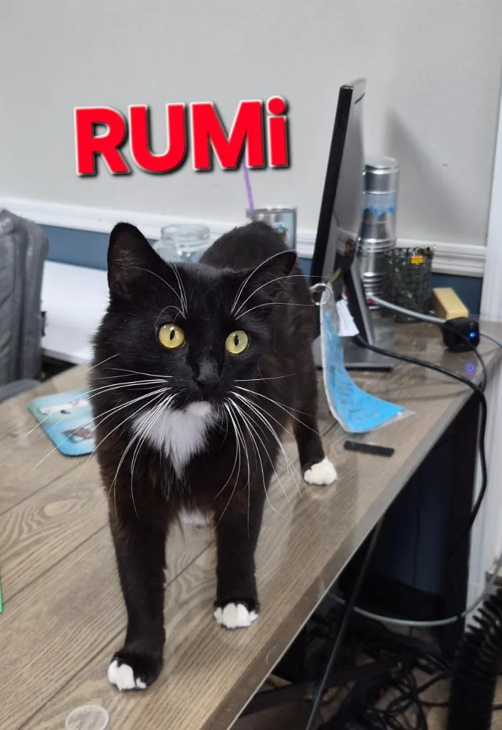 Rumi thumbnail 2