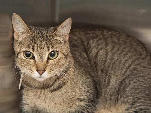 A young small-sized female Domestic Short Hair cat named Ganymede for adoption in Phoenix, AZ
