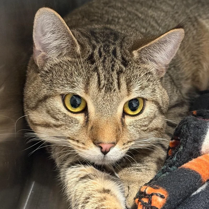 A young large-sized male American Shorthair cat named Kaladin for adoption in Danbury, CT