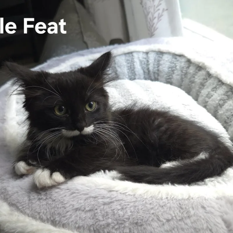 Little Feat thumbnail 3