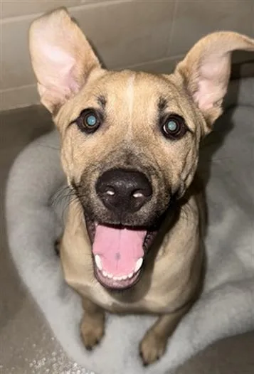 A young small-sized male Mixed Breed dog named Sammy for adoption in Newton, NC