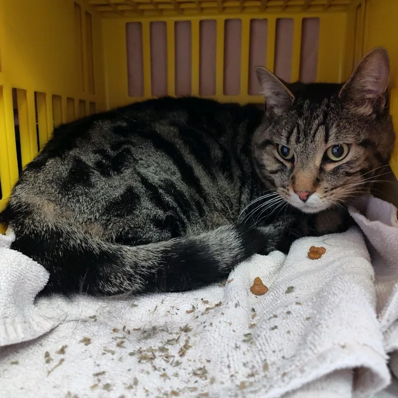An adult large-sized male Brown / Chocolate Domestic Short Hair cat named Jerry for adoption in Norfolk, NE