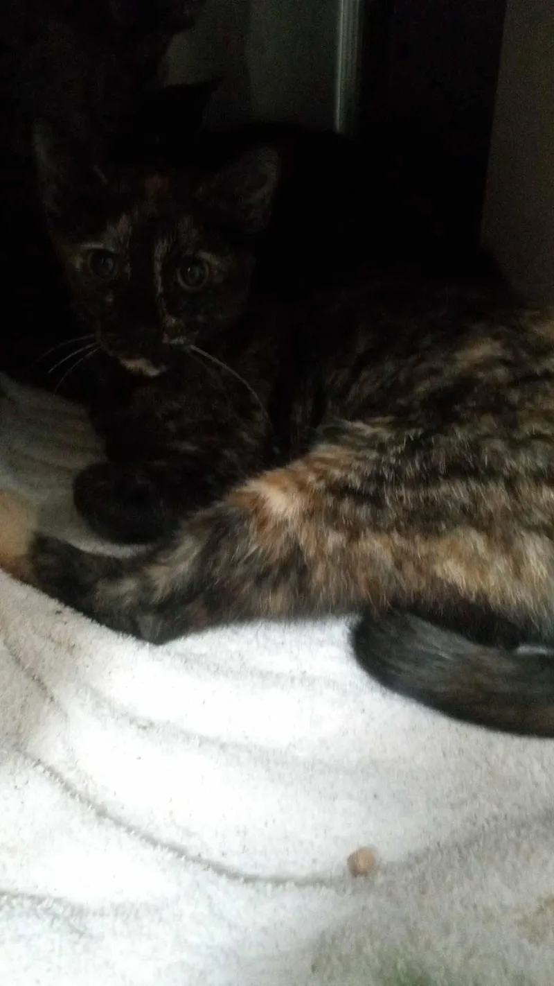 An adult medium-sized female Domestic Short Hair cat named Sola for adoption in Burgaw, NC