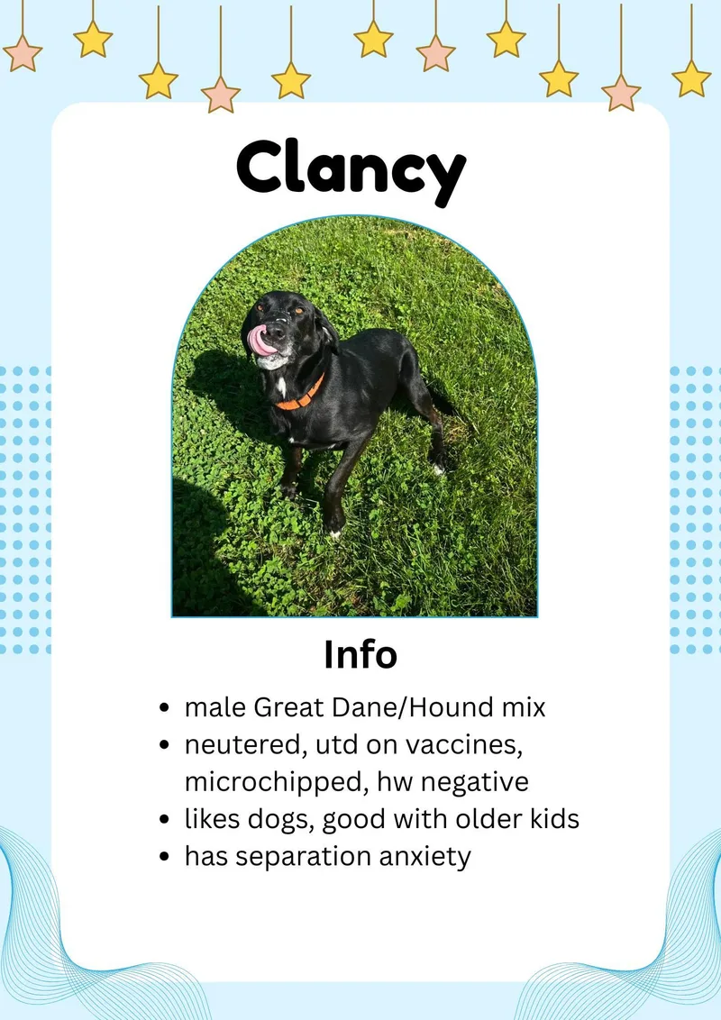 An adult medium-sized male Black Black Labrador Retriever dog named Clancy for adoption in Greensburg, IN
